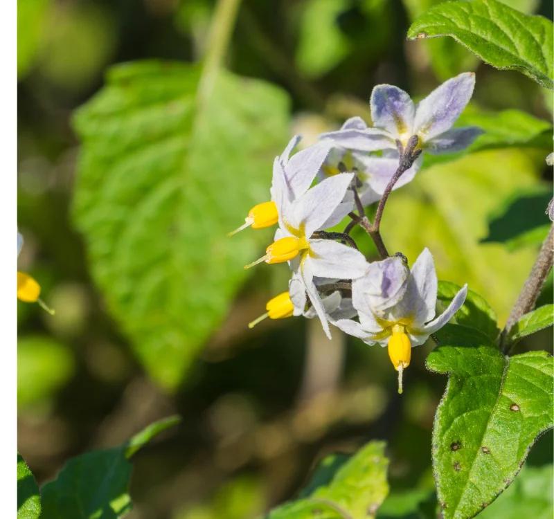 Black Nightshade: Makoy Ayurvedic Remedies and Benefits